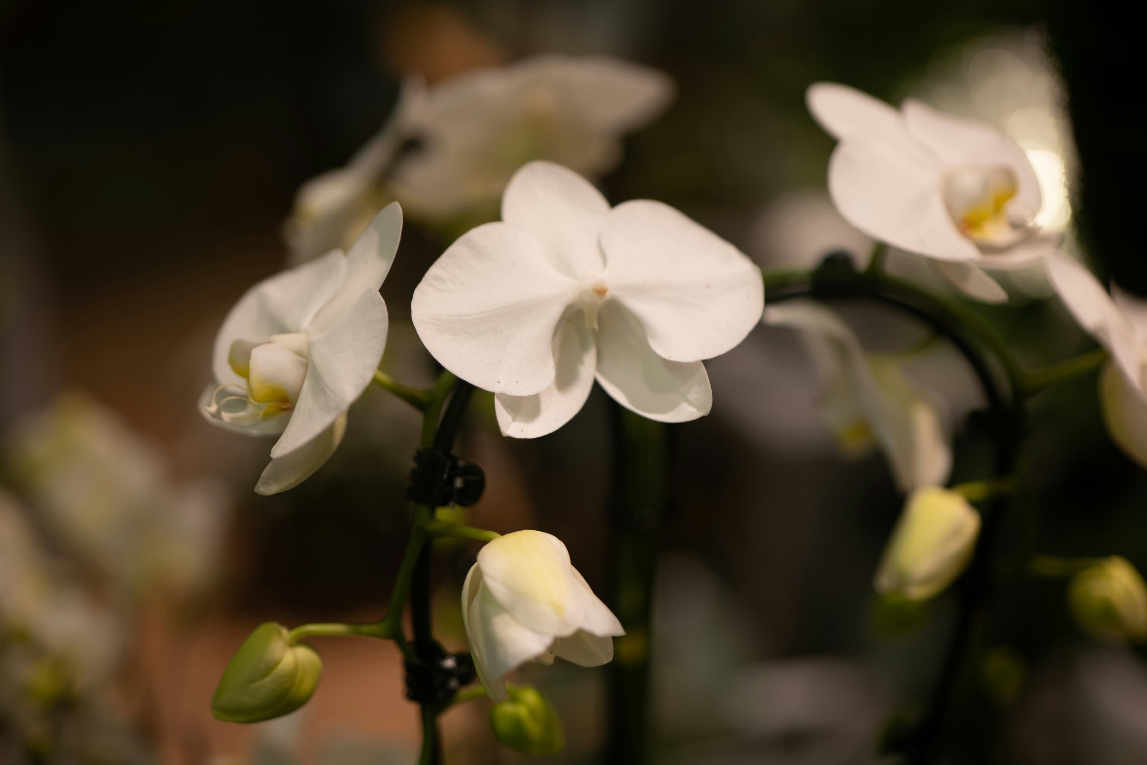 Burial & Cemetery Services in Peachtree City, Georgia: Costs & Options (2026) hero image